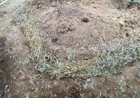 IMG_6504_R
