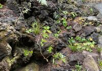 IMG_1265_R